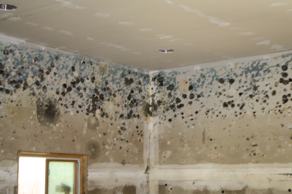 mold
