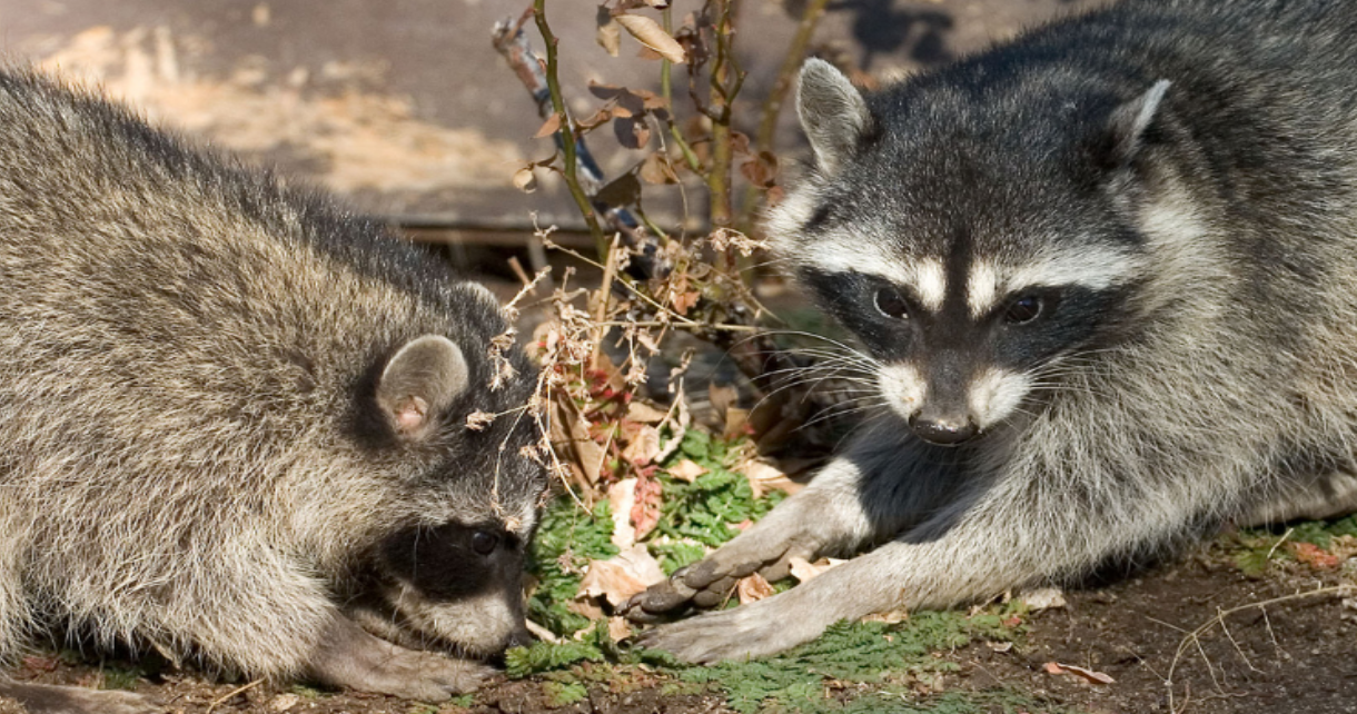 raccoons eating