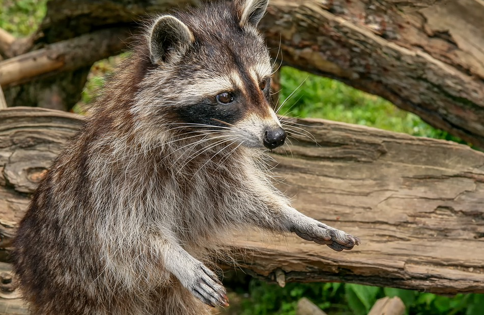 animals